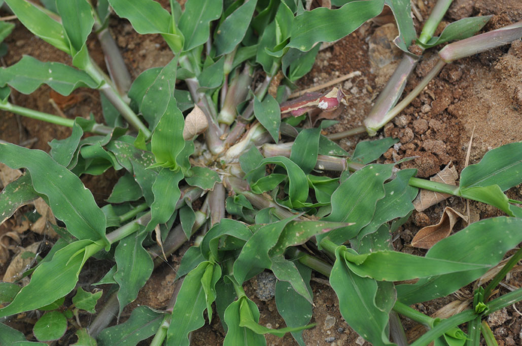 Brachiaria reptans